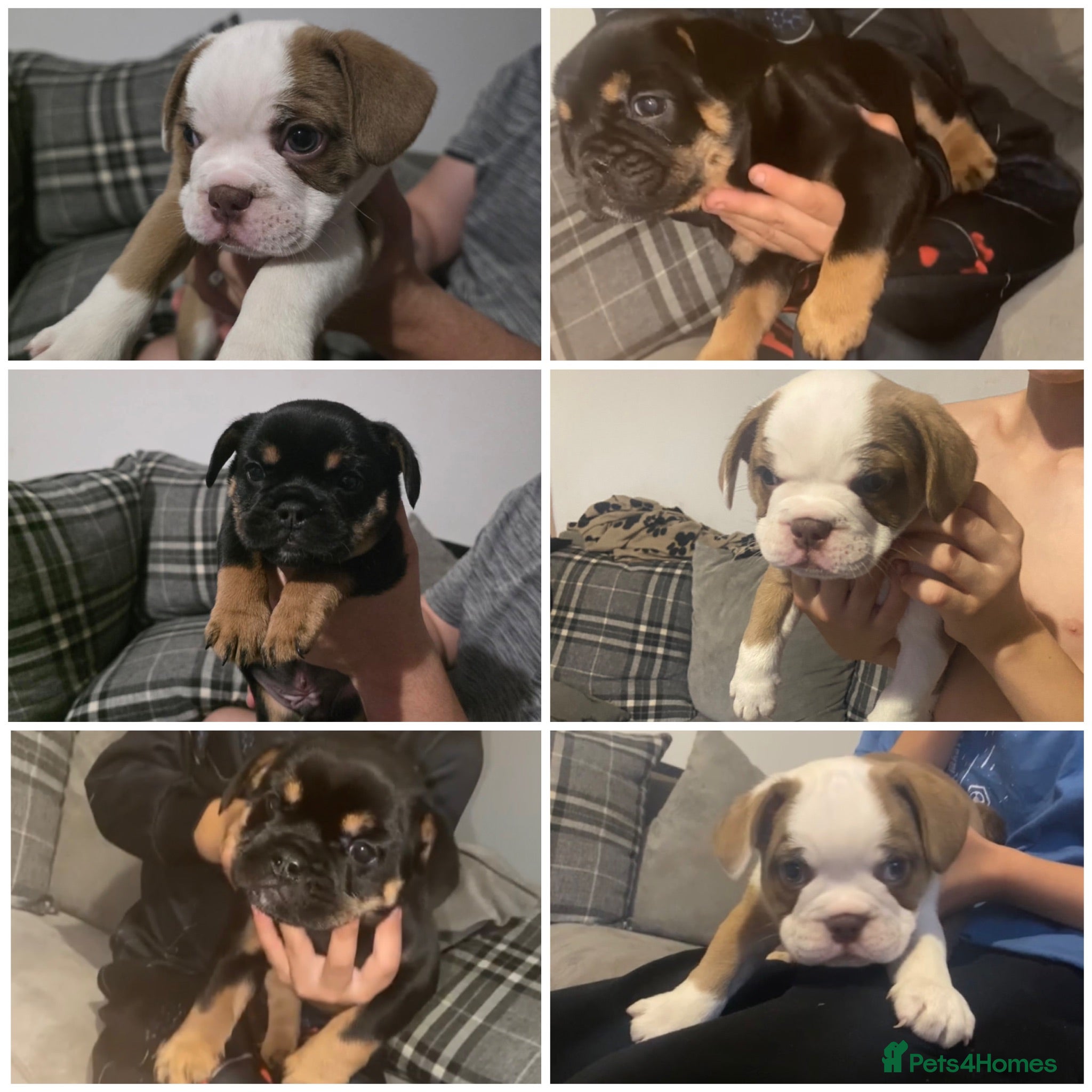 Mixed Breed dogs *REDUCED*2 beautiful British bulldog cross pups  - Advert 2