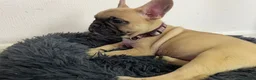 French Bulldog dogs for sale: French Bulldog Pups Looking for a Loving Home in Liverpool - Advert 5