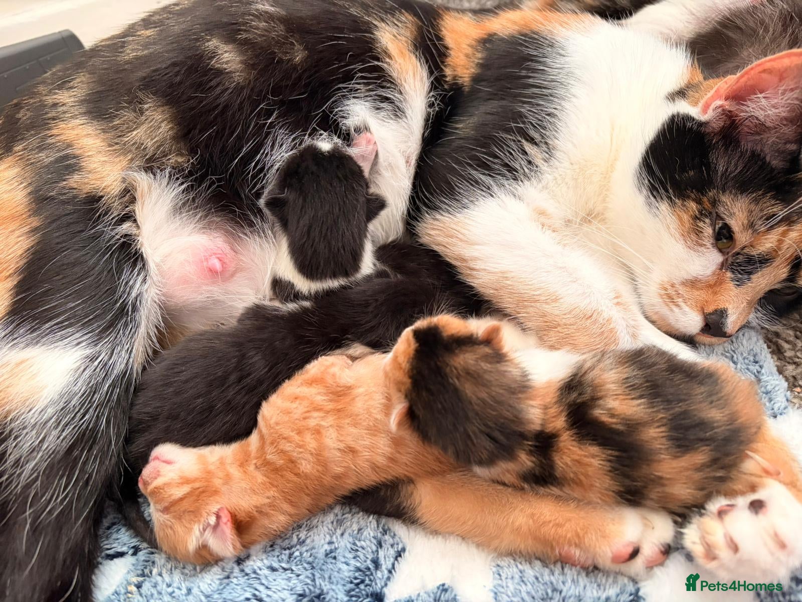 Mixed Breed cats 6 Kittens - Advert 1