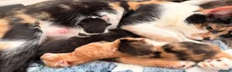 Mixed Breed cats for sale: 6 Kittens - Advert 1