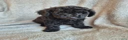Miniature Poodle dogs for sale: Ready now! Only 2 girls left  - Advert 26