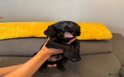 Cocker Spaniel dogs for sale: Working cocker spaniel puppies - Image 14