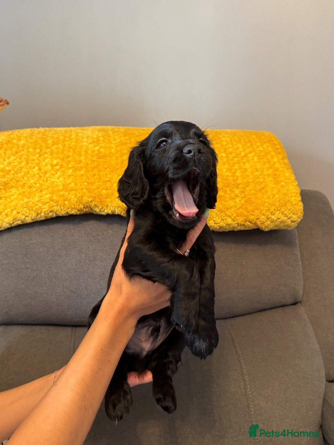 Cocker Spaniel dogs for sale: Working cocker spaniel puppies - Image 14