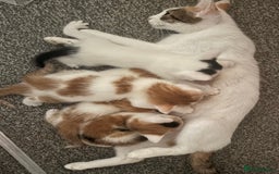 Mixed Breed cats for sale: Ginger kittens, tri colour calico black and white  - Image 4