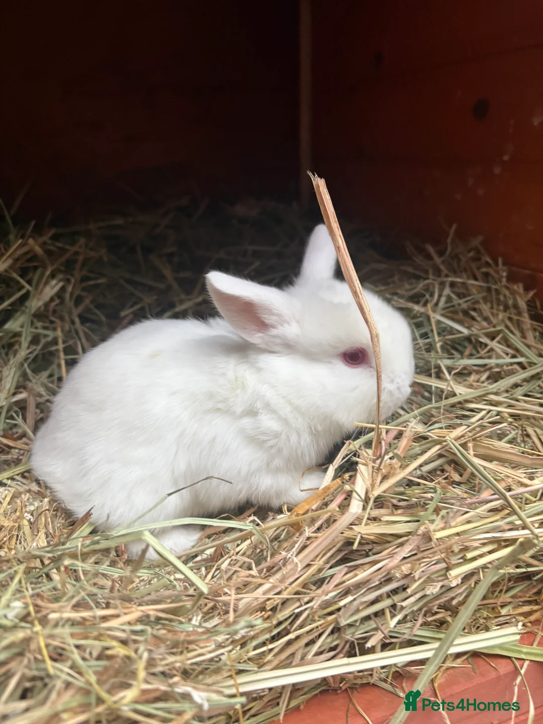 Mixed Breed rabbits for sale: 4 baby rabbits  - Advert 8