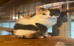 British Shorthair cats for sale: British Shorthair x female  - Image 3