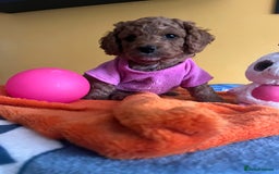 Cockapoo dogs for sale: F1b Cockapoo Puppies Ready Soon for Loving Homes - Image 14