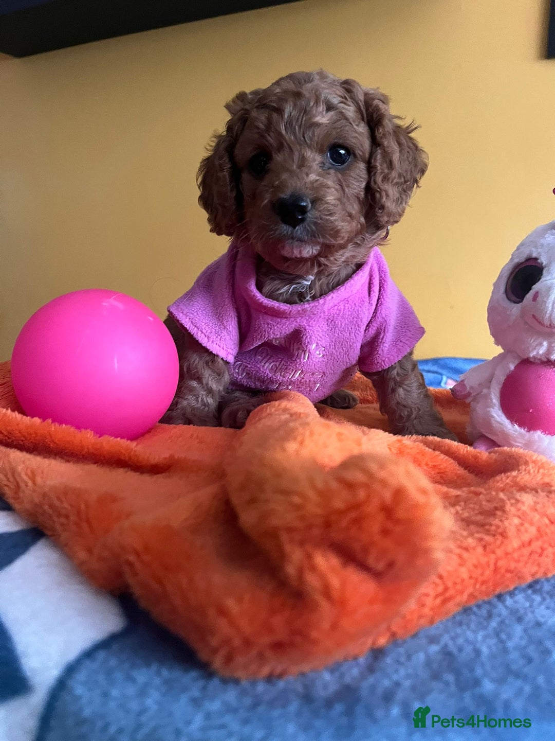 Cockapoo dogs for sale: F1b Cockapoo Puppies Ready Soon for Loving Homes - Image 14