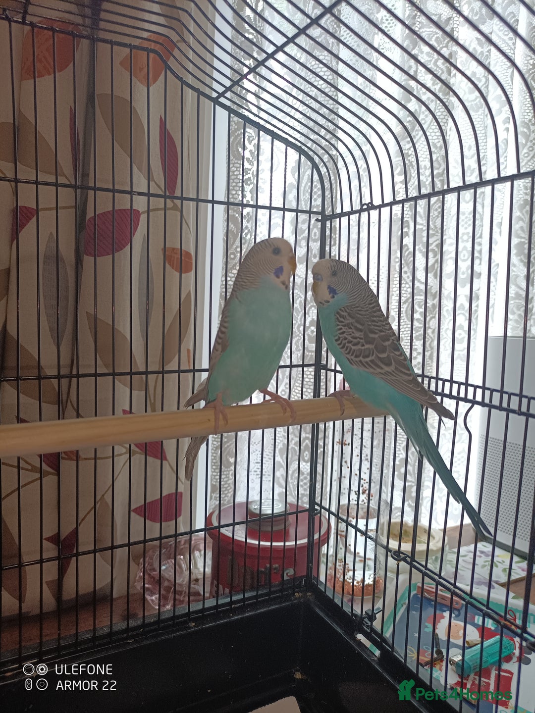 Budgerigars birds for sale: Male and female budgies  - Image 3