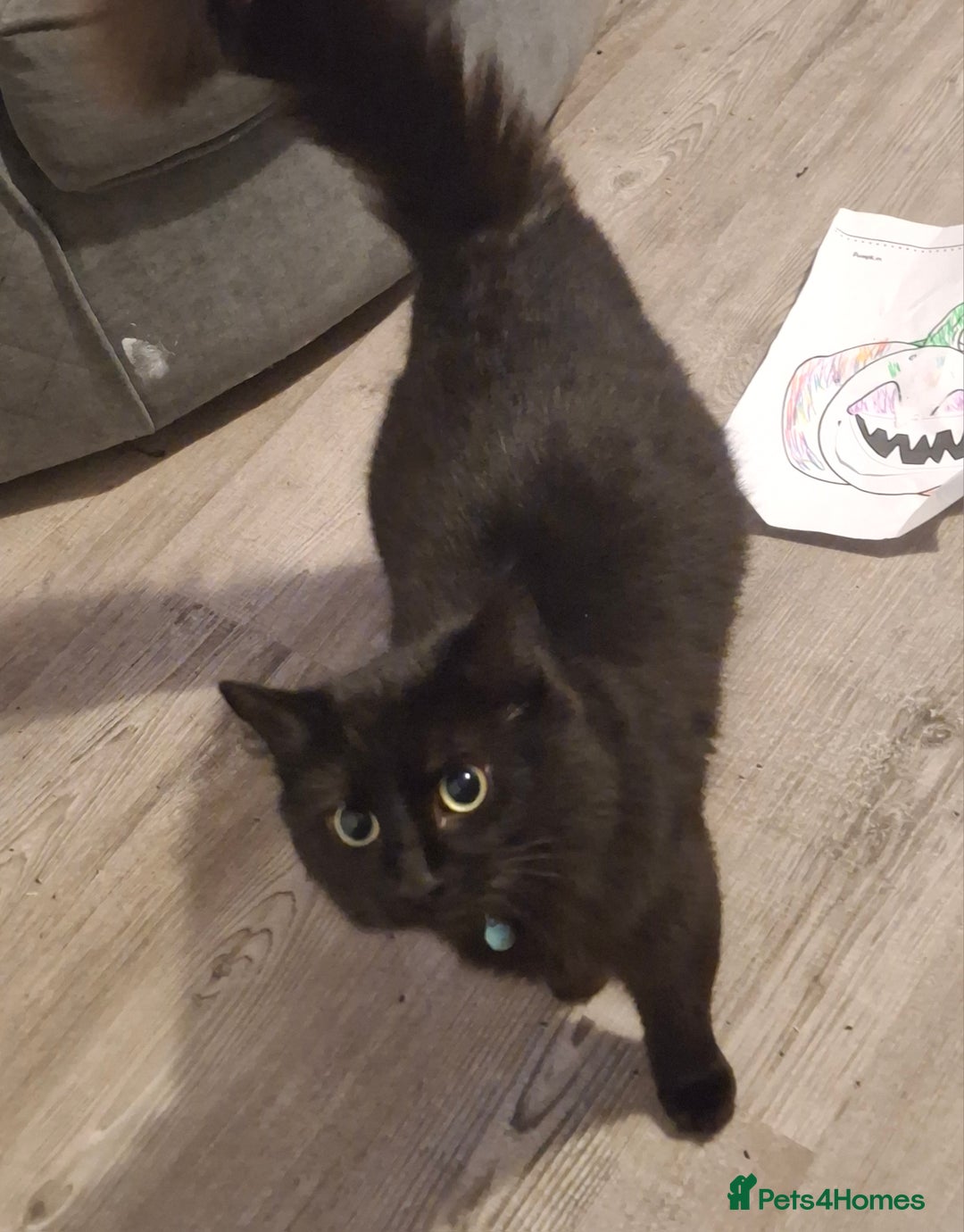 Mixed Breed cats for sale: 8 weeks old mixed kittens  - Advert 1