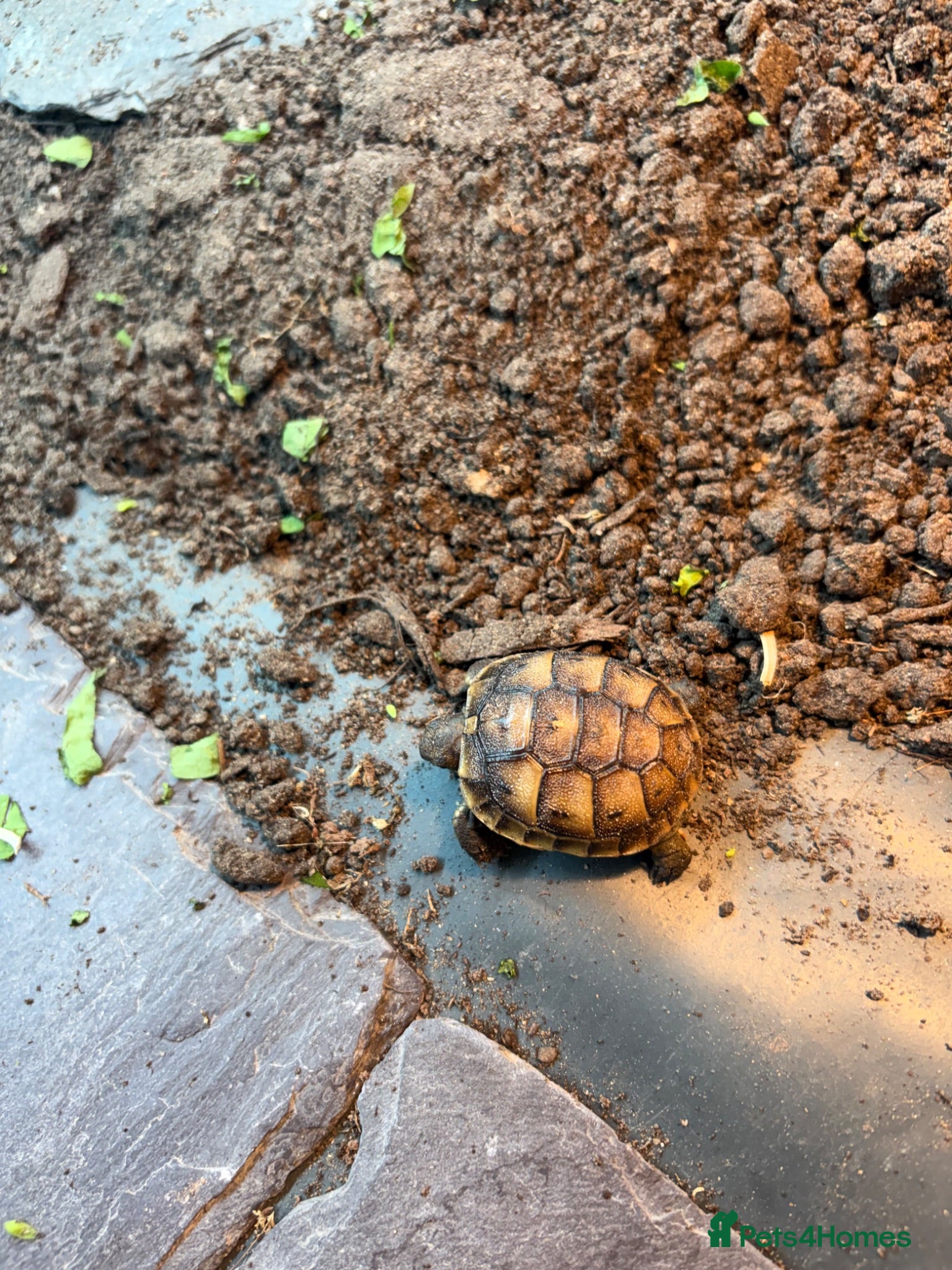 Tortoise reptiles The old fashioned garden tortoise  - Advert 1