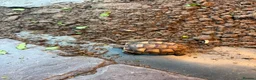 Tortoise reptiles for sale: The old fashioned garden tortoise  - Advert 1