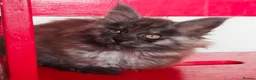 Maine Coon cats for sale: 🐾 Stunning Maine Coon Kittens – 3 Males 🐾 - Advert 9