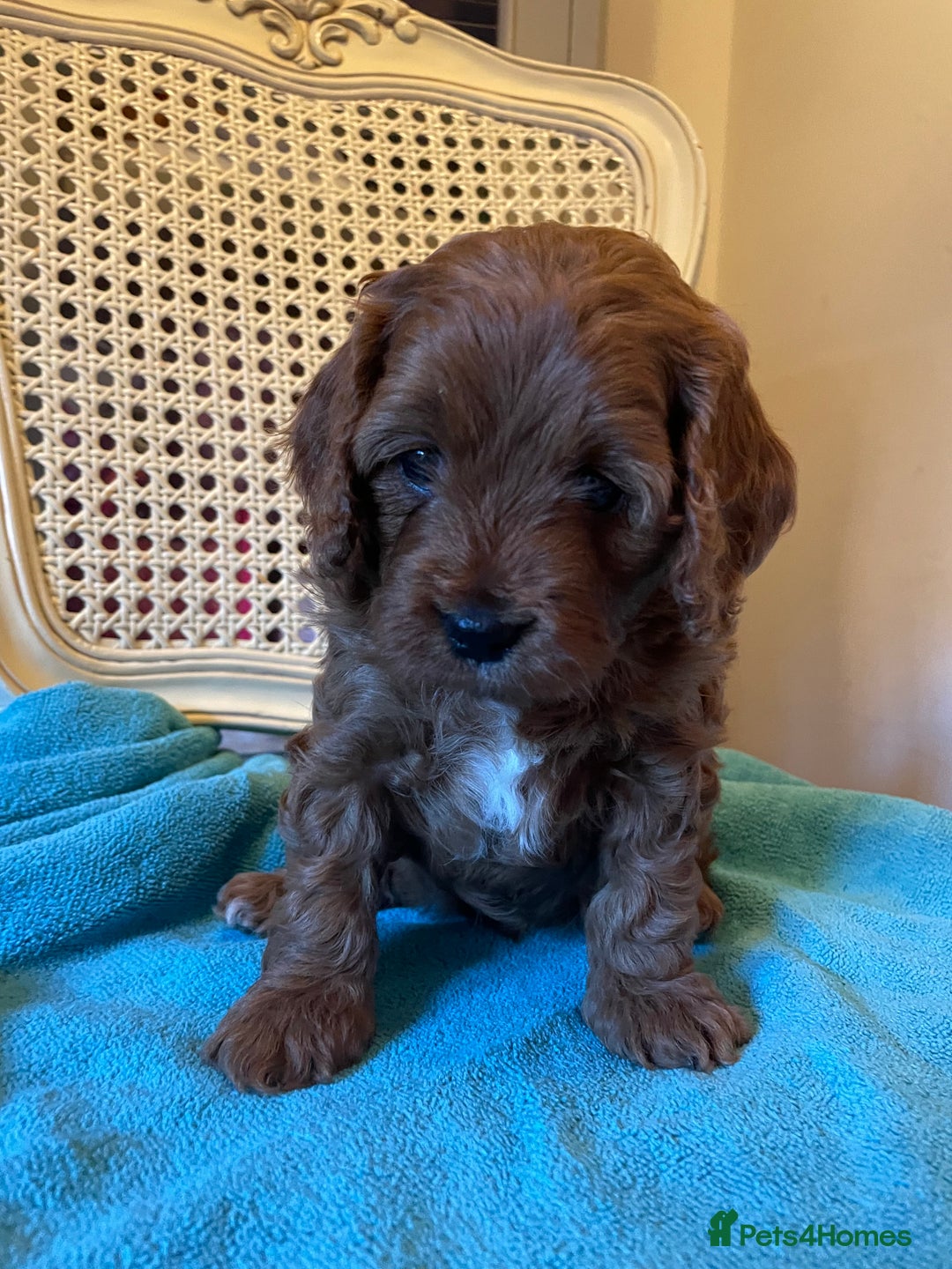 Cavapoo dogs for sale: F1b Cavapoooo  - Advert 6