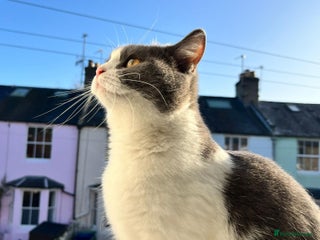 British Shorthair cats Cute British Shorthair Looking for Home - Advert 1