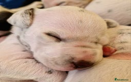 Dalmatian dogs for sale: **Beautiful litter of 11 KC Dalmatians** - Image 5