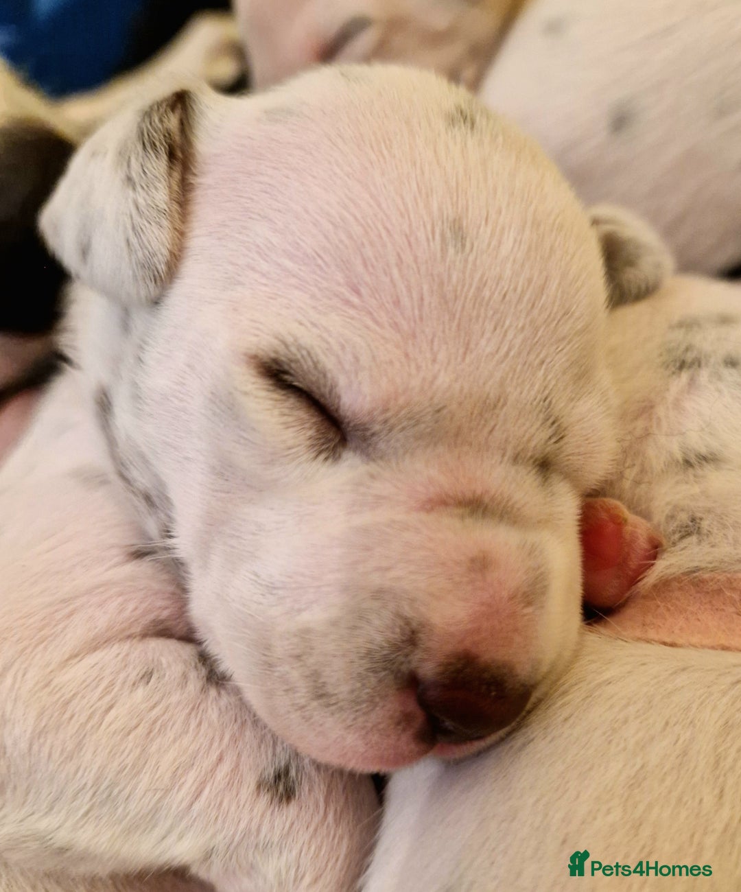 Dalmatian dogs for sale: **Beautiful litter of 11 KC Dalmatians** - Image 5