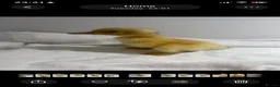 Ducks poultry for sale: 2 Welsh Harlequin Ducklings - Ready Now - Advert 2