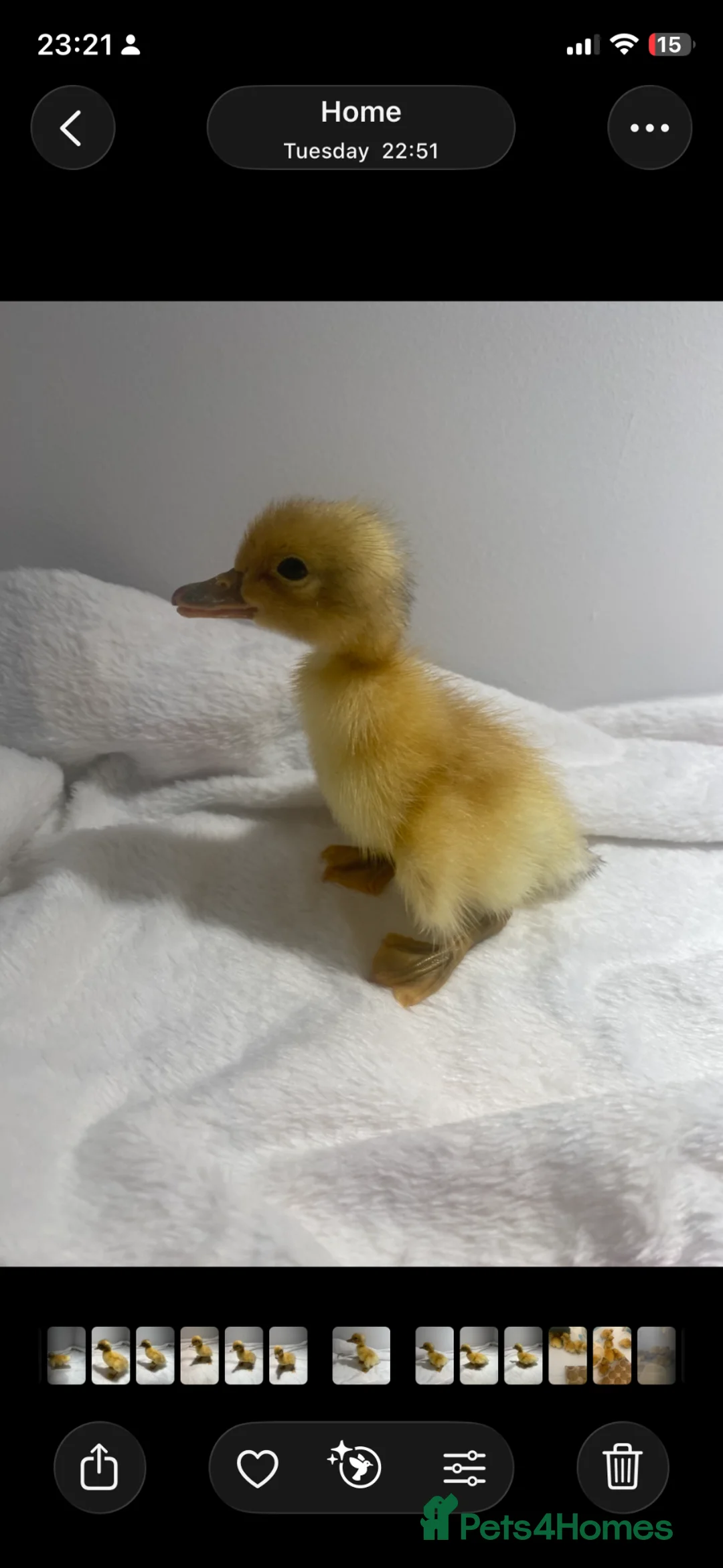 Ducks poultry for sale: 2 Welsh Harlequin Ducklings - Ready Now - Advert 2