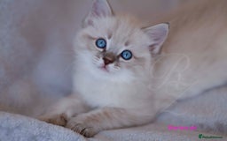 Ragdoll cats for sale: Stunning GCCF Registered Heart Melting Affection - Image 15