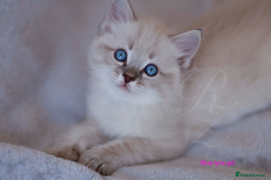 Ragdoll cats for sale: Stunning GCCF Registered Heart Melting Affection - Image 15
