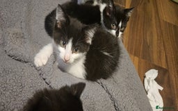 Mixed Breed cats for sale: 11 week old kittens ready for new homes  - Image 3