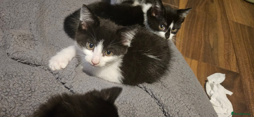 Mixed Breed cats for sale: 11 week old kittens ready for new homes  - Image 3