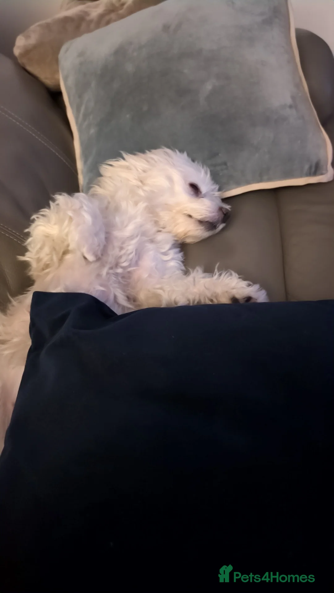 Maltipoo dogs for sale: maltese and malipoo  - Advert 7