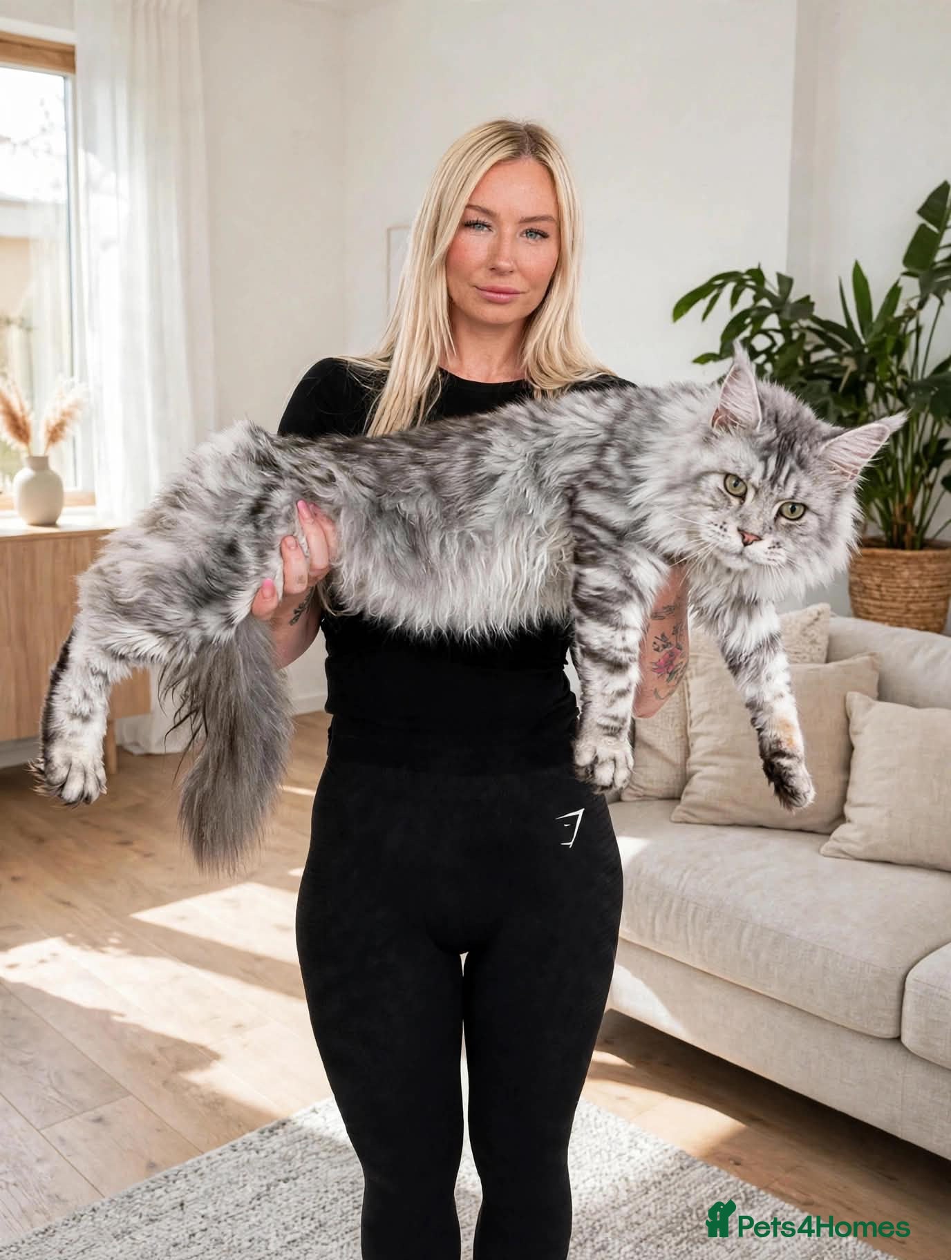 Maine Coon cats XXL RUSSIAN MAINE COON STUD  - Advert 10