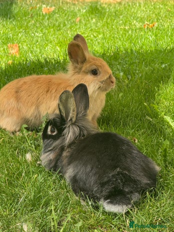 Lionhead rabbits - Advert 19