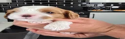 Cavalier King Charles Spaniel dogs for sale: MRI scanned parents fullY health tested - Advert 10