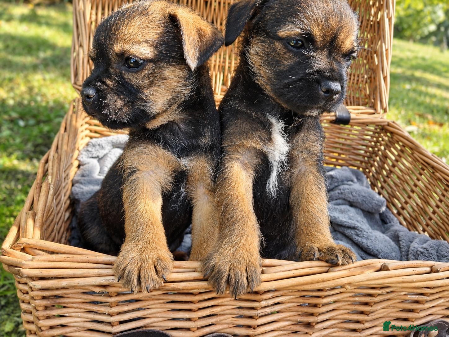 Border Terrier dogs Border terrier puppies  - Advert 9