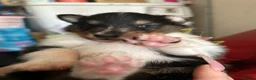 Rough Collie dogs for sale: Full pedigree rough collie puppy  in Ellesmere Port - Advert 2
