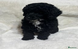 Toy Poodle dogs for sale: Beautiful litter Toy poodles  - Image 5