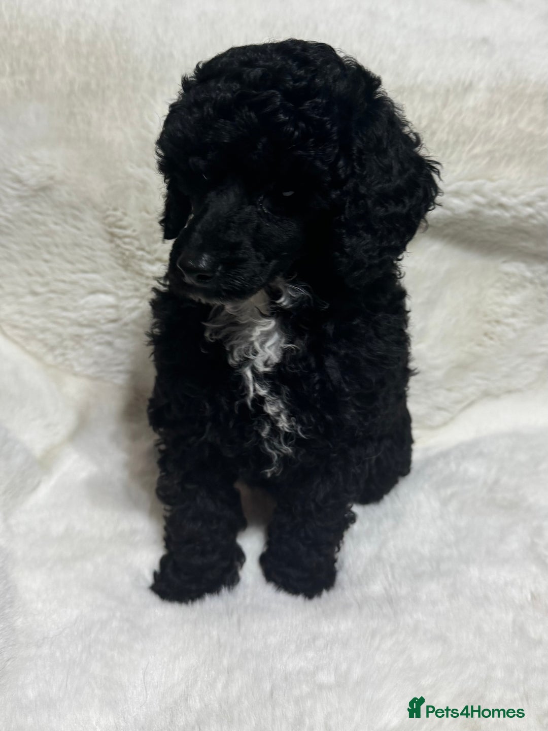 Toy Poodle dogs for sale: Beautiful litter Toy poodles  - Image 5