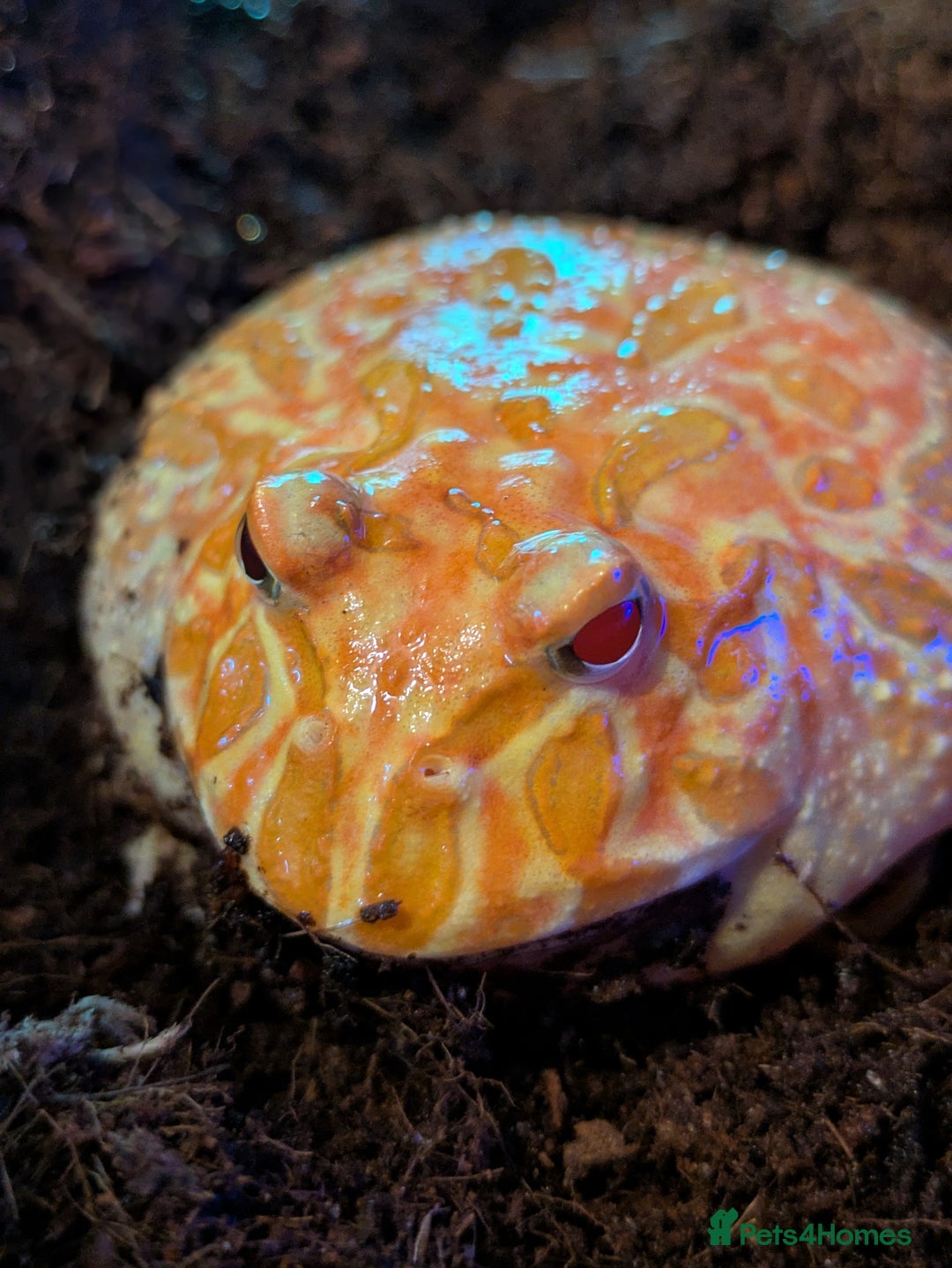 Frog reptiles for sale: Pacman frogs - Advert 5