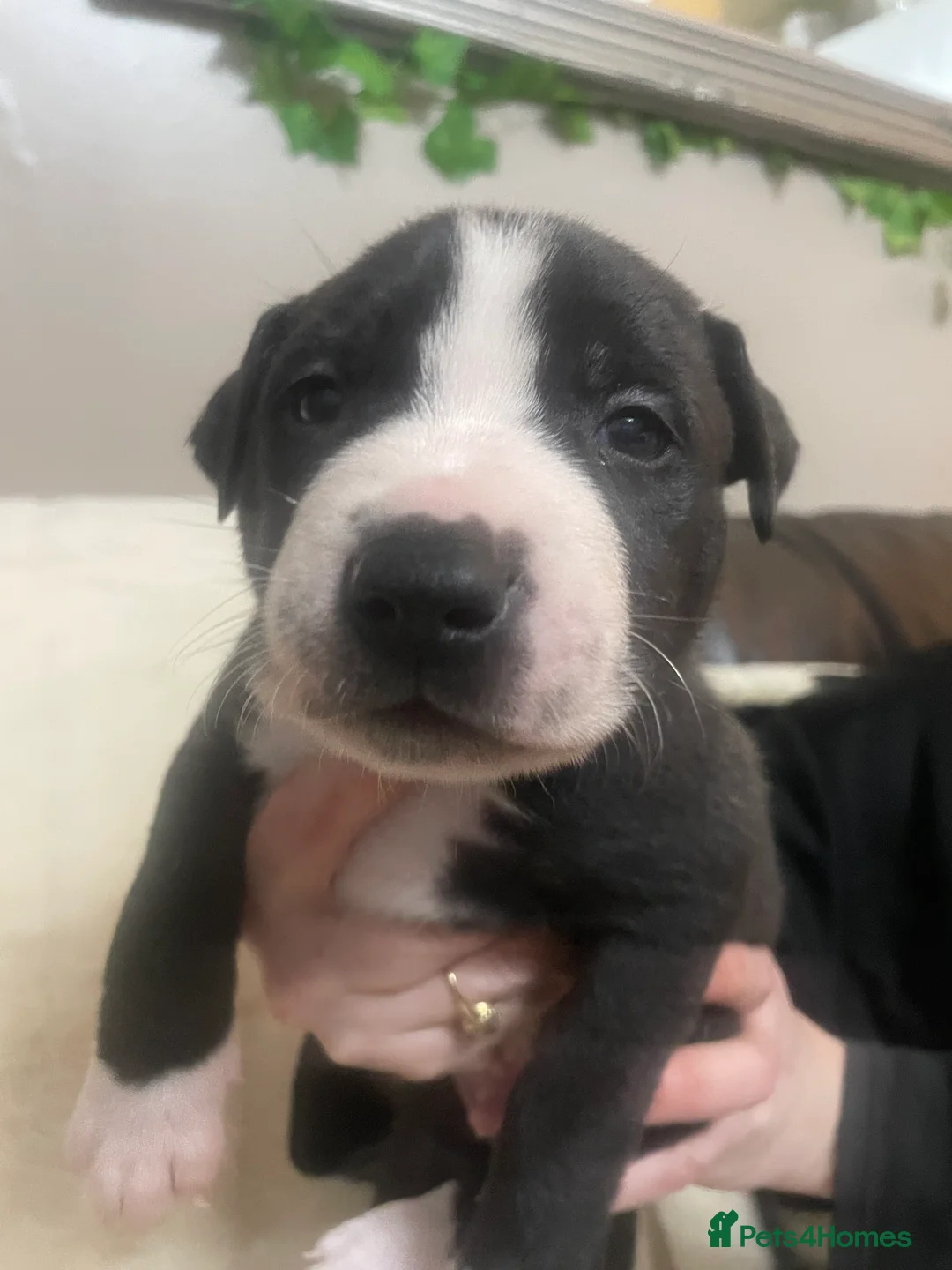 Mixed Breed dogs for sale: Beautiful Staffy x Collie Pups, 4 male 5 girls - Advert 32