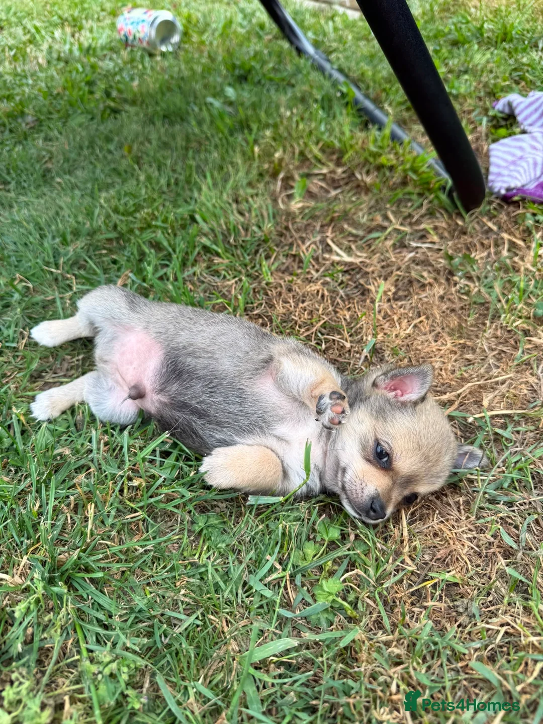 Chihuahua dogs for sale: 🌸Beautiful Chihuahua Puppies 🌸 - Advert 14