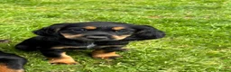 Cocker Spaniel dogs for sale: One KC registered girl left- ready now - Advert 8