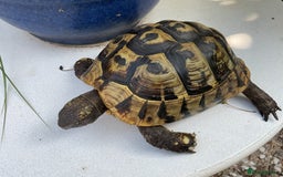 Hermann Tortoise reptiles for sale: Testudo hermanni - Image 7