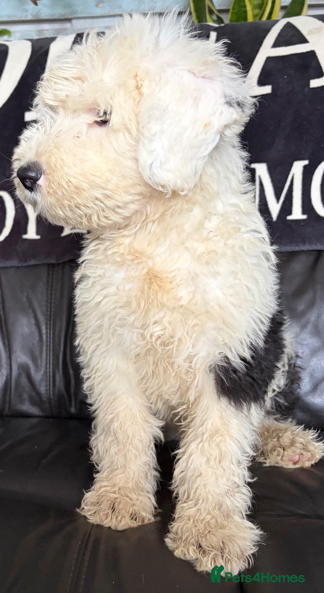 Old English Sheepdog dogs Kc Registered Old English Sheepdogs  - Advert 2
