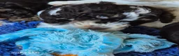 Cockapoo dogs for sale: F1 cockapoo puppys  in Durham - Advert 8