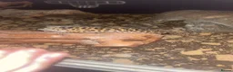 Leopard Gecko reptiles for sale: Male leopard gecko  - Advert 2