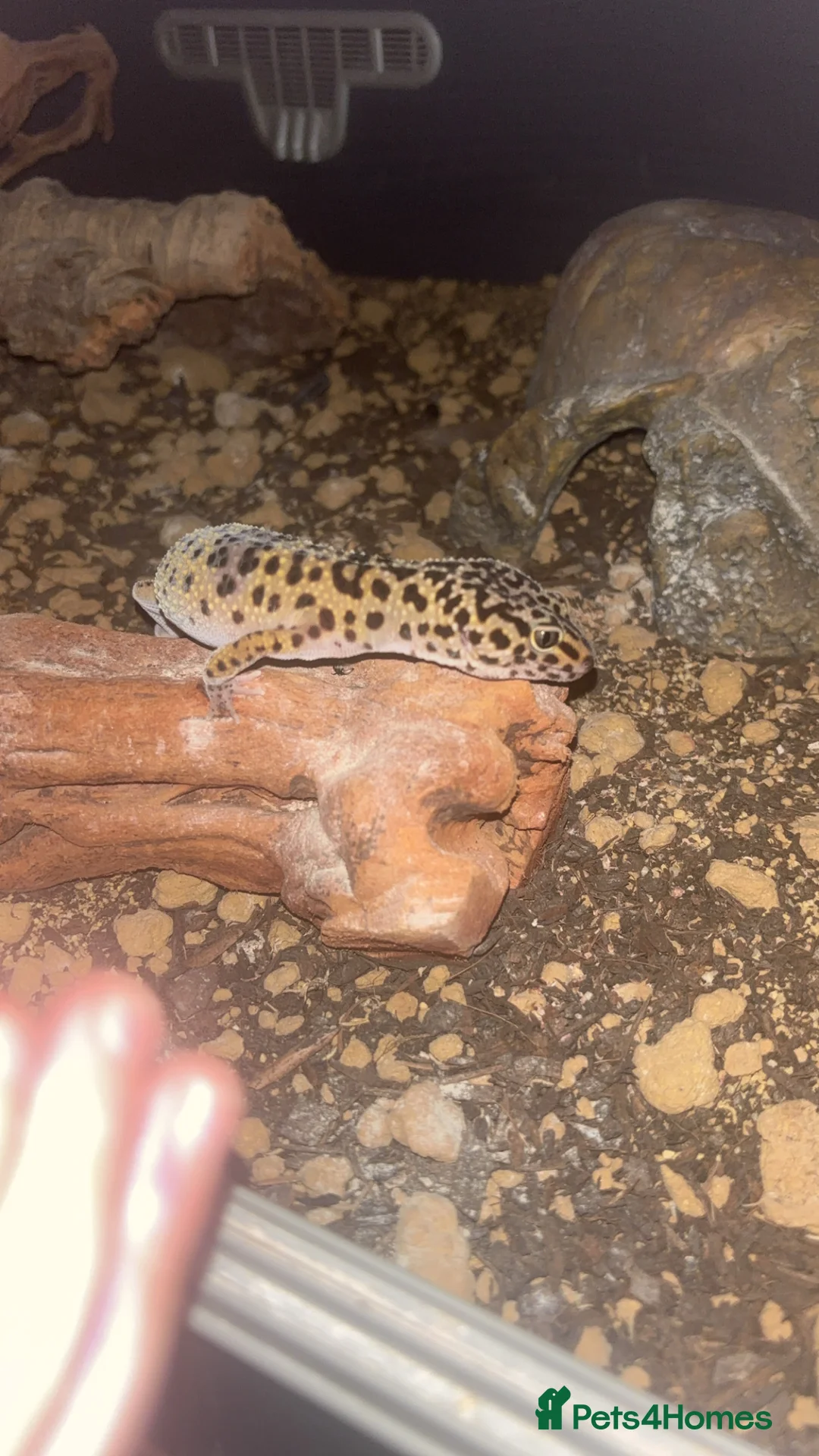 Leopard Gecko reptiles for sale: Male leopard gecko  - Advert 2