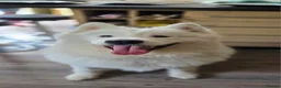 Samoyed dogs for adoption: Loki looking for his forever home  in Stroud - Advert 1