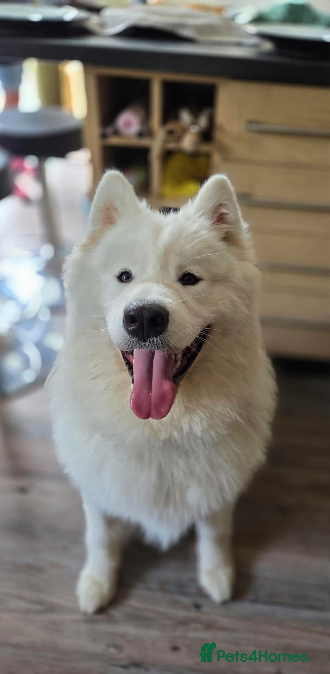 Samoyed dogs for adoption: Loki looking for his forever home  in Stroud - Advert 1