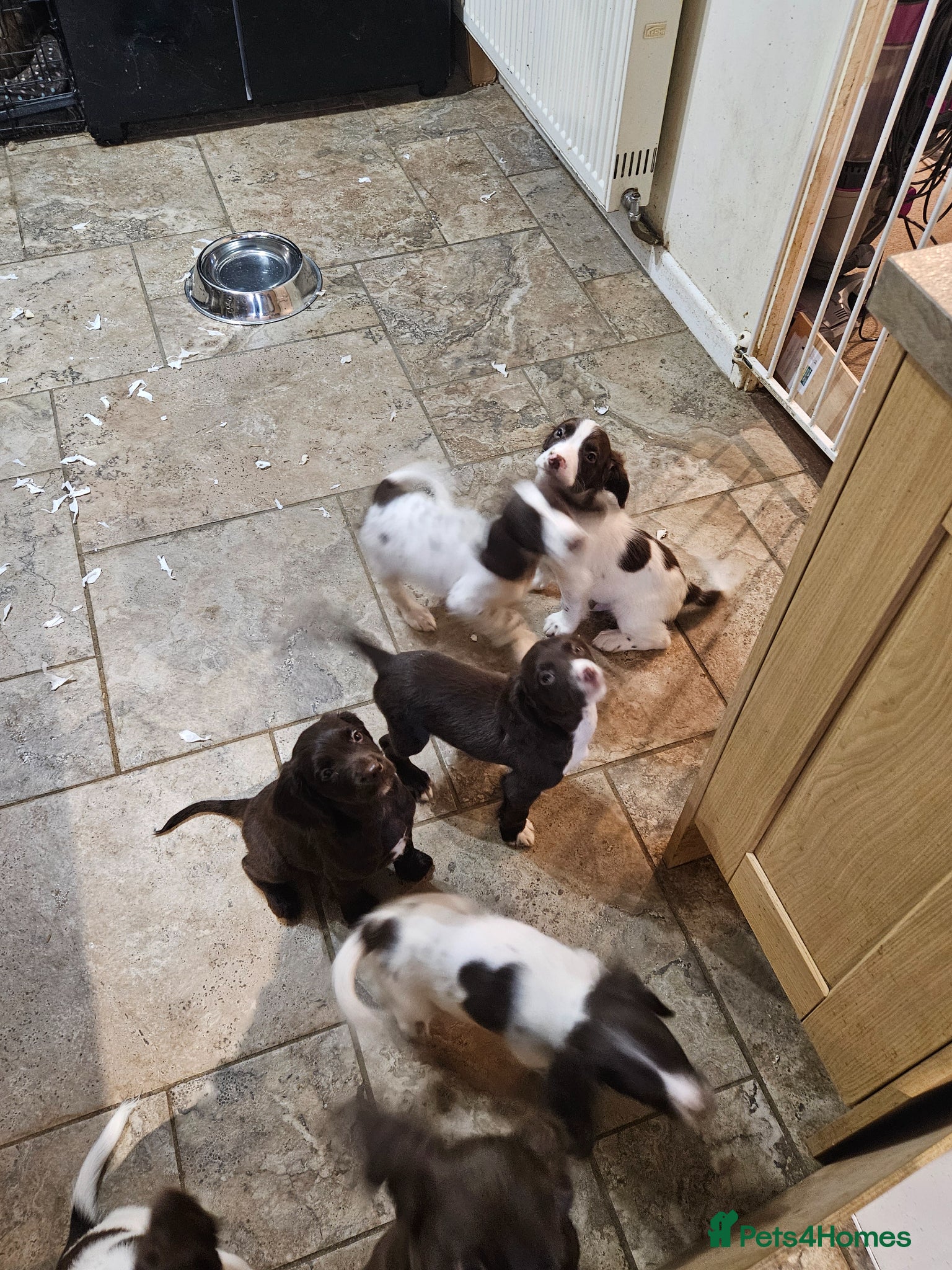 Sprocker dogs 7 stunning sprocker pups - Advert 2