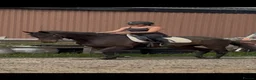 English Thoroughbred horses for sale: Super ror prospect with moves to die for in Lingfield - Advert 21