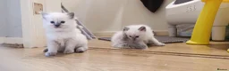 Ragdoll cats for sale: Pretty Ragdoll kittens - Advert 4
