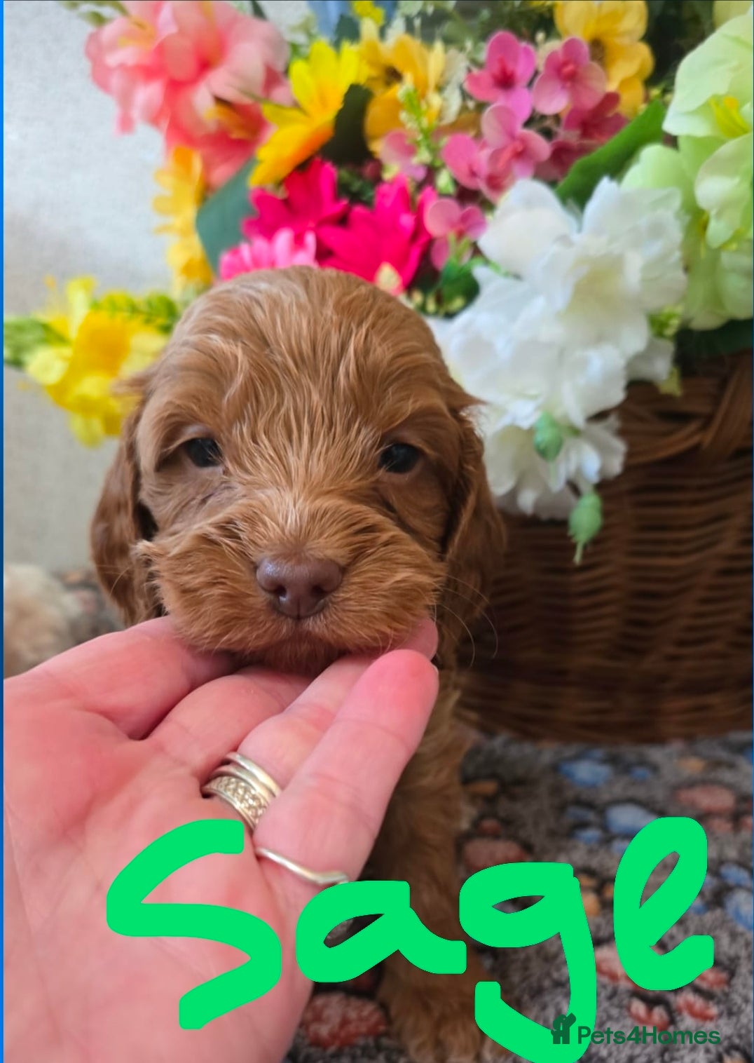 Cockapoo dogs Health tested cockerpoo F1 pups licensed Breeder  - Advert 5